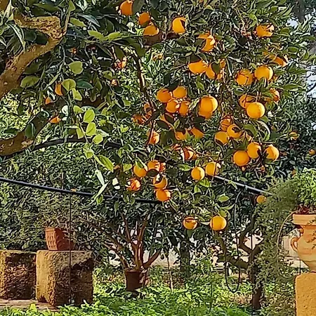 西西里岛老房子 - 巴格里奥斯帕诺乡村民宿 住宿加早餐酒店 4*